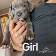 Staffordshire Bull Terrier - Both