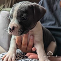 Staffordshire Bull Terrier - Both