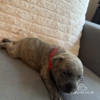 Staffordshire Bull Terrier - Dogs