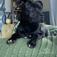 Staffordshire Bull Terrier