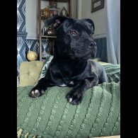 Staffordshire Bull Terrier