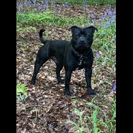 Staffordshire Bull Terrier