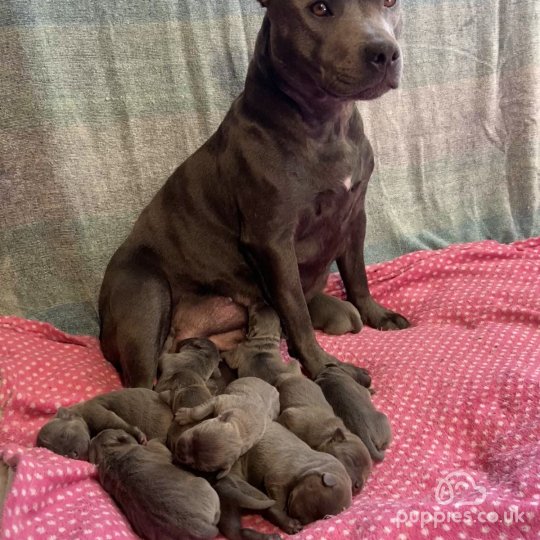 Staffordshire Bull Terrier - Both