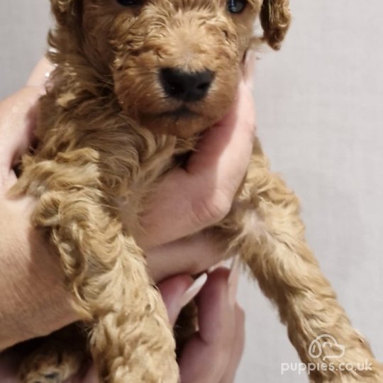 Toy Poodle - Both