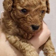 Toy Poodle - Both