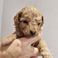 Toy Poodle - Both