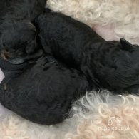 Toy Poodle - Bitches