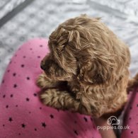 Toy Poodle - Both