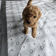 Toy Poodle - Both