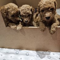 Toy Poodle - Both