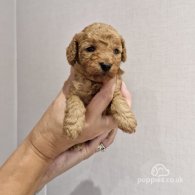 Toy Poodle - Both