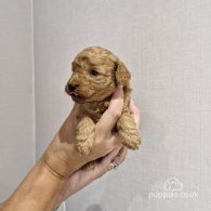 Toy Poodle - Both