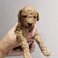 Toy Poodle - Both