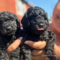 Toy Poodle - Both