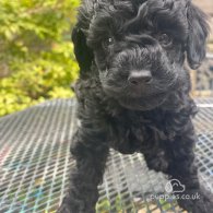 Toy Poodle - Both