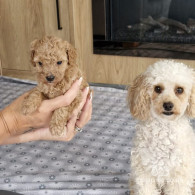 Toy Poodle - Both