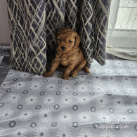 Toy Poodle - Both