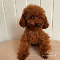 Toy Poodle