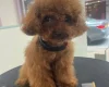 Toy Poodle