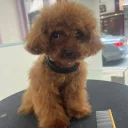Toy Poodle