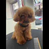 Toy Poodle