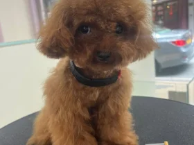 Toy Poodle