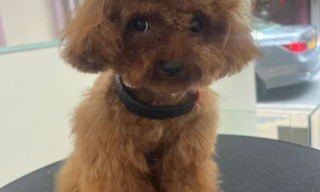 Toy Poodle