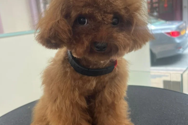 Toy Poodle