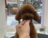 Toy Poodle