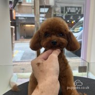 Toy Poodle