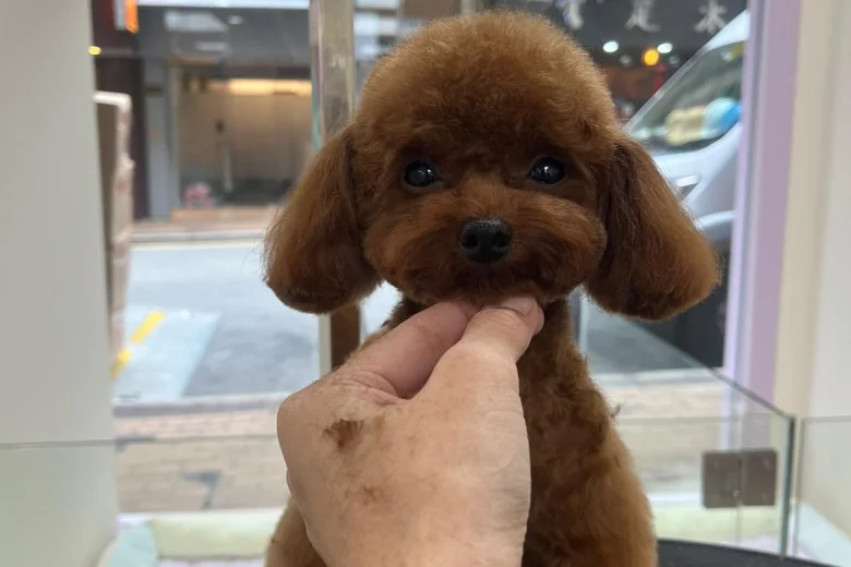 Toy Poodle