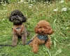 Toy Poodle