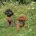 Toy Poodle
