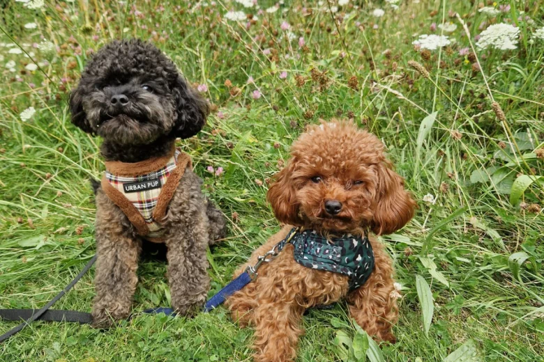 Toy Poodle