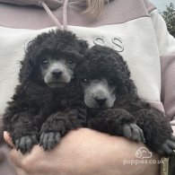 Toy Poodle - Both