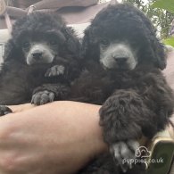 Toy Poodle - Both