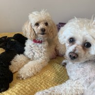 Toy Poodle - Bitches