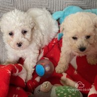 Toy Poodle - Bitches