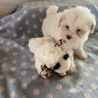 Toy Poodle - Bitches