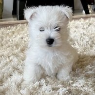 West Highland White Terrier - Both