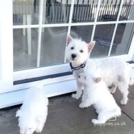 West Highland White Terrier - Both