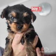 Yorkshire Terrier - Dogs