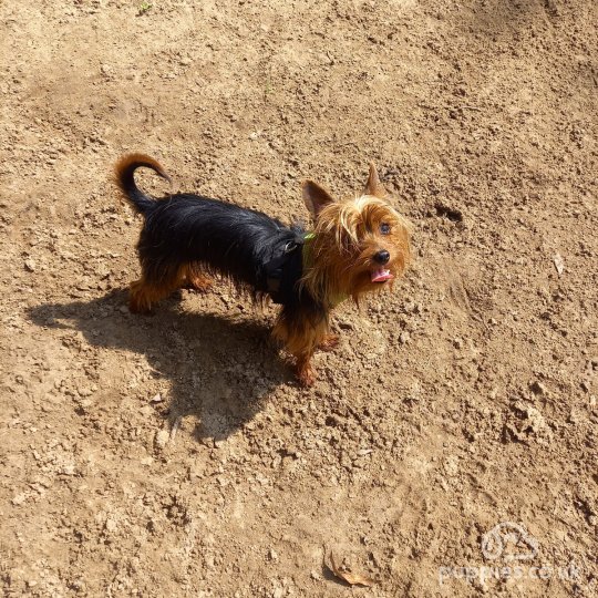 Yorkshire Terrier