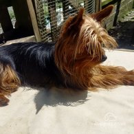 Yorkshire Terrier