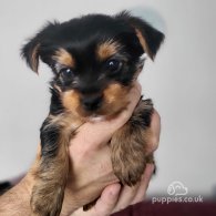 Yorkshire Terrier - Both