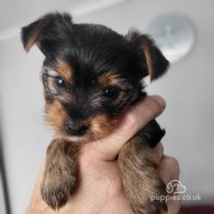 Yorkshire Terrier - Both