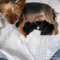 Yorkshire Terrier - Both