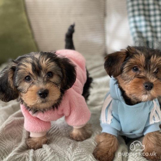 Yorkshire Terrier - Both