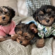 Yorkshire Terrier - Both