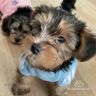 Yorkshire Terrier - Both